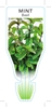 Picture of HERB MINT BASIL (Mentha Sp.)                                                                                                                          