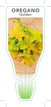 Picture of HERB OREGANO GOLDEN (Oreganum vulgare Aureum)                                                                                                         