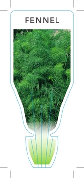 Picture of HERB FENNEL (Foeniculum vulgare)                                                                                                                      