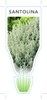 Picture of HERB SANTOLINA (Santolina chamecyparissus)                                                                                                            