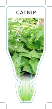 Picture of HERB CATNIP (Nepeta cataria)                                                                                                                          