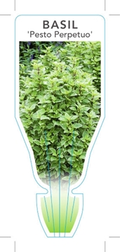 Picture of HERB BASIL PESTO PERPETUO (Ocimum x citridorium)                                                                                                      