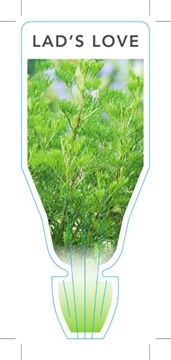 Picture of HERB LADS LOVE or SOUTHERN WORMWOOD (Artemisia abrotanum)                                                                                             