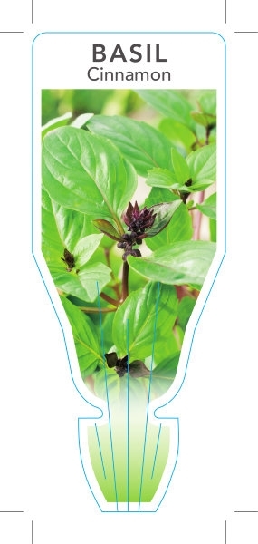 Picture of HERB BASIL CINNAMON (Ocimum basilicum)                                                                                                                