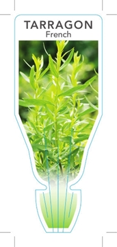 Picture of HERB TARRAGON FRENCH (Artemisia dracunculus)                                                                                                          