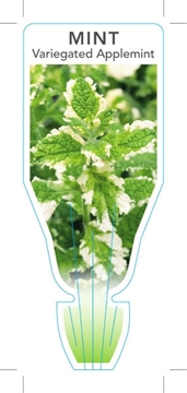 Picture of HERB MINT VARIEGATED APPLEMINT (Mentha suaveolens)                                                                                                    