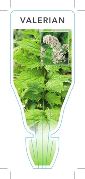 Picture of HERB VALERIAN (Valeriana officinalis)                                                                                                                 