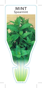 Picture of HERB MINT SPEARMINT (Mentha spicata)                                                                                                                  