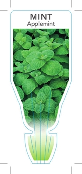 Picture of HERB MINT APPLEMINT (Mentha suaveolens)                                                                                                               