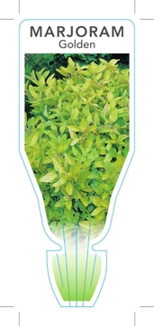 Picture of HERB MARJORAM GOLDEN (Origanum vulgare Aureum)                                                                                                        