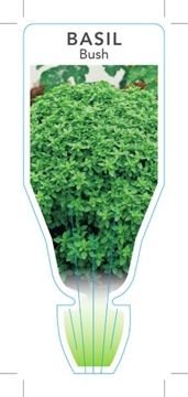 Picture of HERB BASIL BUSH (Ocimum minimum)                                                                                                                      