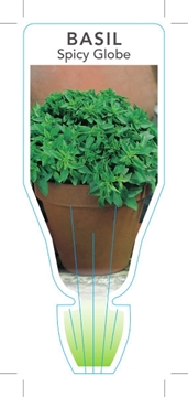 Picture of HERB BASIL SPICY GLOBE (Ocimum basilicum)                                                                                                             