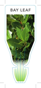 Picture of HERB BAY LEAF (Laurus nobilis)                                                                                                                        