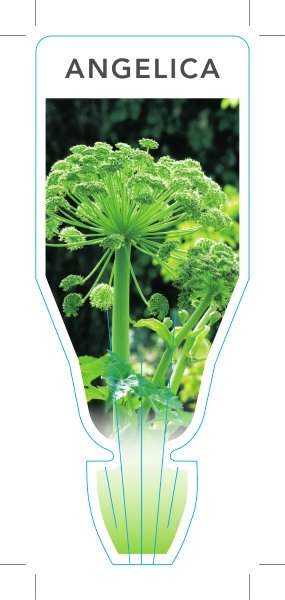 Picture of HERB ANGELICA (Angelica archangelica)                                                                                                                 