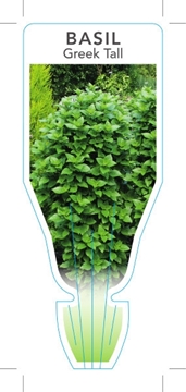 Picture of HERB BASIL GREEK TALL (Ocimum basilicum Greek Columnar)                                                                                               