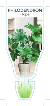 Picture of HOUSEPLANT PHILODENDRON HOPE                                                                                                                          