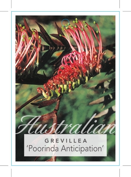 Picture of GREVILLEA POORINDA ANTICIPATION                                                                                                                       