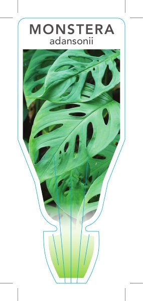 Picture of HOUSEPLANT MONSTERA ADANSONII SWISS CHEESE PLANT                                                                                                      