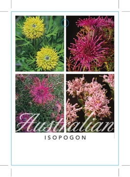Picture of ISOPOGON MIXED PICTURE UNNAMED VARIETY                                                                                                                