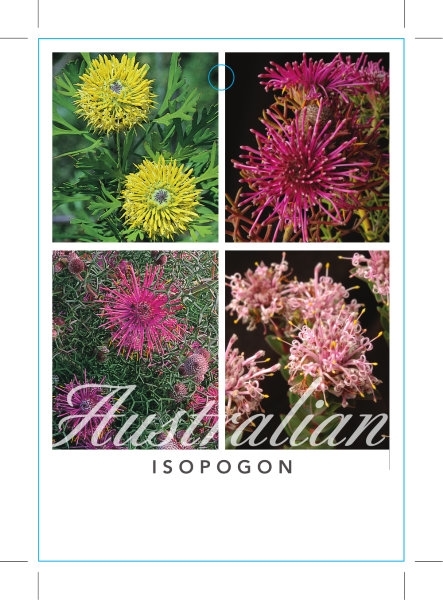 Picture of ISOPOGON MIXED PICTURE UNNAMED VARIETY                                                                                                                