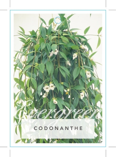 Picture of CODONANTHE                                                                                                                                            