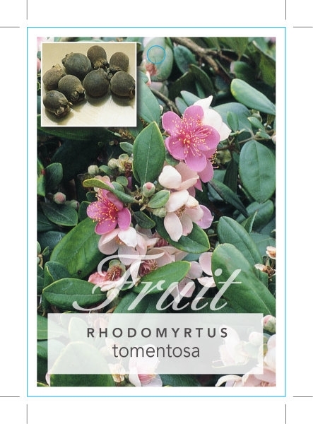 Picture of FRUIT HILL GOOSBERRY (Rhodomyrtus tomentosa)                                                                                                          