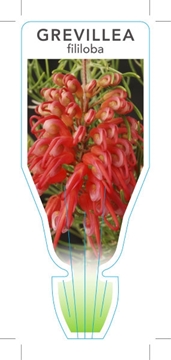 Picture of GREVILLEA FILILOBA                                                                                                                                    