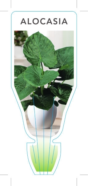 Picture of HOUSEPLANT ALOCASIA (UNNAMED VARIETY) - Use ALOC                                                                                                      