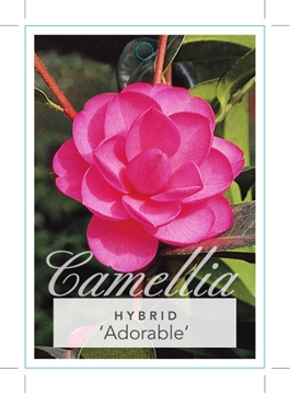 Picture of CAMELLIA ADORABLE                                                                                                                                     
