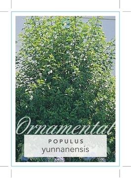 Picture of POPULUS YUNNANENSIS                                                                                                                                   