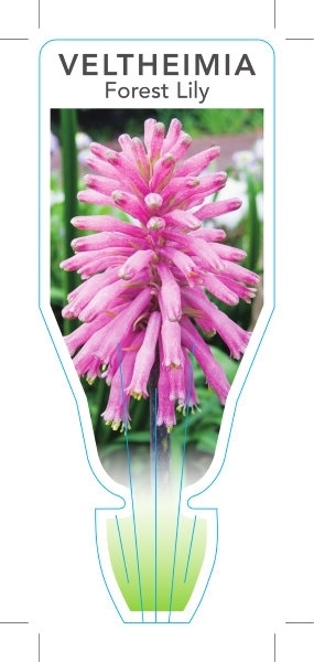 Picture of BULB VELTHEIMIA BRACTEATA FOREST LILY                                                                                                                 
