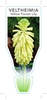 Picture of BULB VELTHEIMIA BRACTEATA YELLOW FOREST LILY                                                                                                          
