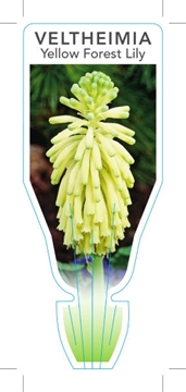 Picture of BULB VELTHEIMIA BRACTEATA YELLOW FOREST LILY                                                                                                          