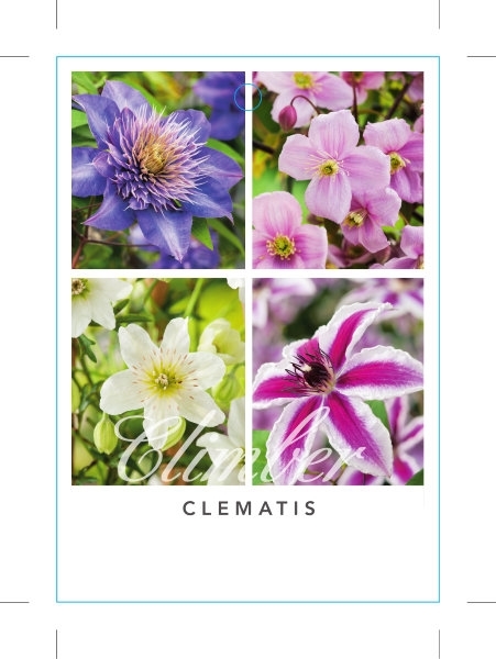 Picture of CLEMATIS - MIXED PICTURE (UNNAMED VARIETY)                                                                                                            