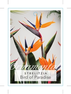 Picture of STRELITZIA REGINAE BIRD OF PARADISE                                                                                                                   