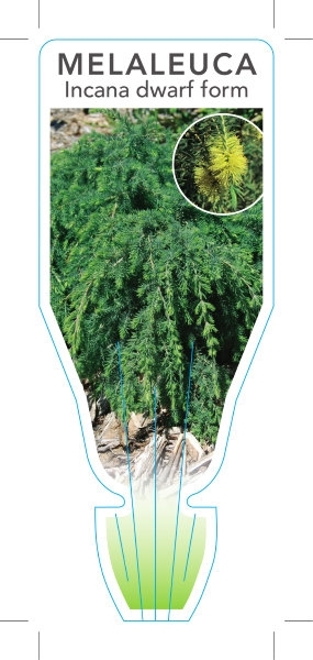 Picture of MELALEUCA INCANA DWARF FORM GREY HONEY MYRTLE                                                                                                         