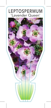 Picture of LEPTOSPERMUM ROTUNDIFOLIUM LAVENDER QUEEN                                                                                                             