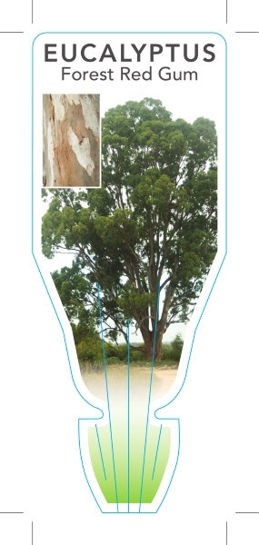 Picture of EUCALYPTUS TERETICORNIS FOREST RED GUM                                                                                                                