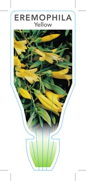 Picture of EREMOPHILA MACULATA YELLOW                                                                                                                            