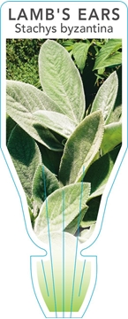 Picture of STACHYS BYZANTINA LAMBS EAR OR TONGUE                                                                                                                 