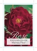 Picture of ROSE MAINAU FEUR (GROUNDCOVER)                                                                                                                        