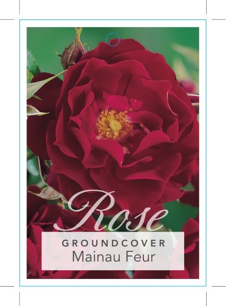 Picture of ROSE MAINAU FEUR (GROUNDCOVER)                                                                                                                        