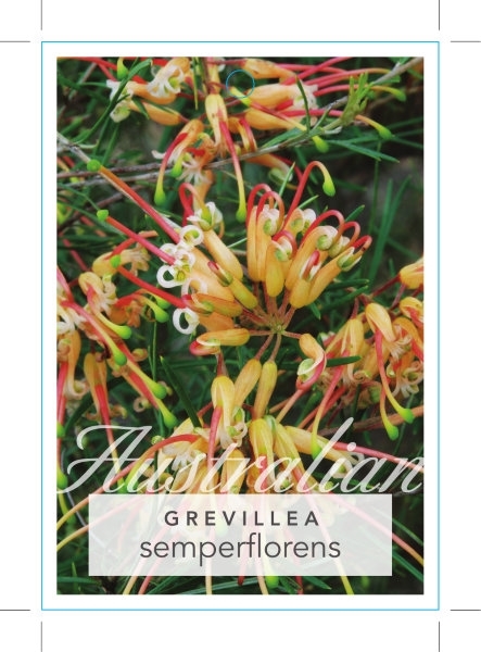 Picture of GREVILLEA X SEMPERFLORENS                                                                                                                             