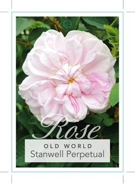 Picture of ROSE STANWELL PERPETUAL (OW)                                                                                                                          