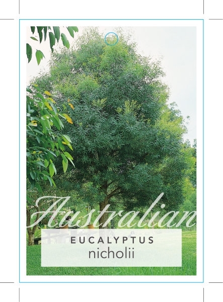 Picture of EUCALYPTUS NICHOLII PEPPERMINT SCENTED GUM                                                                                                            