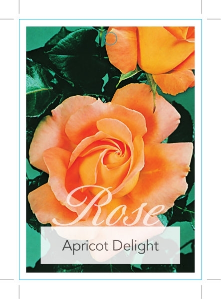 Picture of ROSE APRICOT DELIGHT (HT)                                                                                                                             