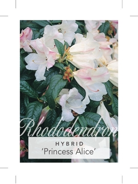 Picture of RHODODENDRON PRINCESS ALICE                                                                                                                           