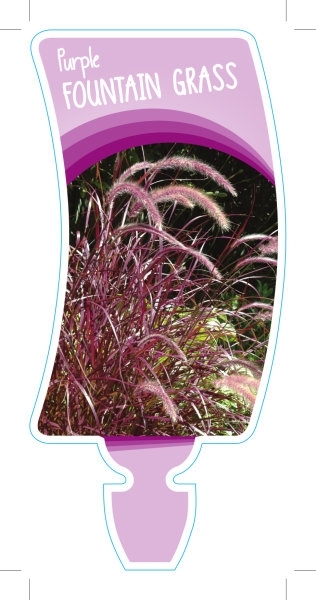 Picture of PENNISETUM ADVENA RUBRUM PURPLE FOUNTAIN GRASS                                                                                                        