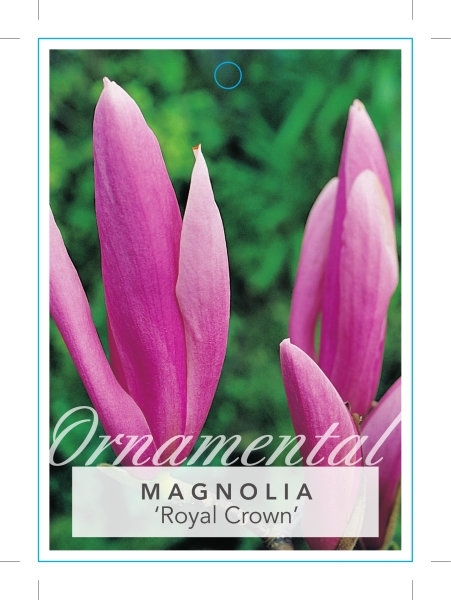 Picture of MAGNOLIA ROYAL CROWN Jumbo Tag                                                                                                                        