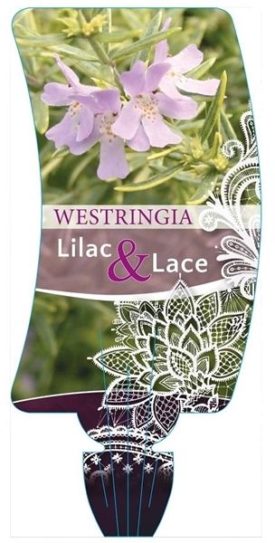 Picture of WESTRINGIA LILAC AND LACE                                                                                                                             